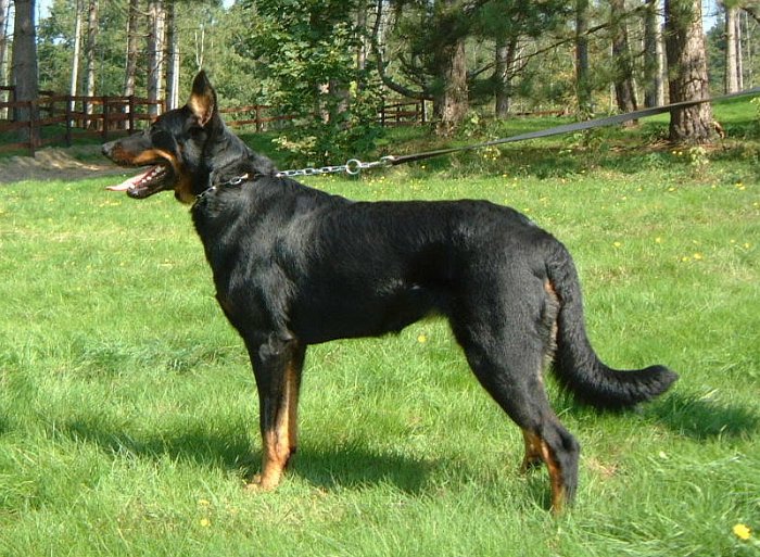 Birmane De Montclea (21)